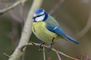  oiseaux du jardin en hiver