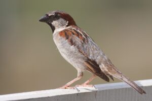  oiseaux du jardin en hiver