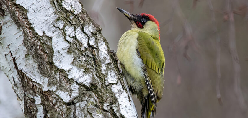  oiseaux du jardin en hiver