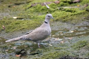  oiseaux du jardin en hiver