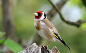  oiseaux du jardin en hiver