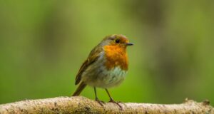  oiseaux du jardin en hiver